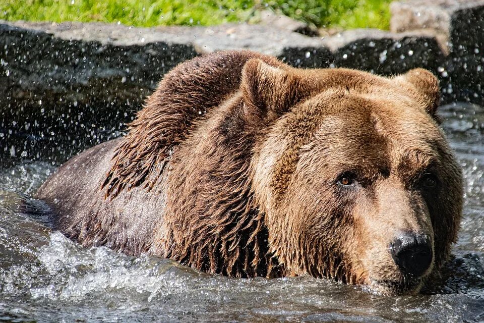 Бурый медведь животное распространенное на территории. Дальневосточный бурый медведь. Камчатский бурый медведь. Таежный бурый Камчатский медведь. Сирийский бурый медведь.