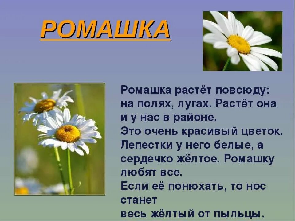 Текст описание ромашки 3 класс. Рассказ о ромашке. Описание ромашки. Описание цветка ромашки. Доклад про ромашку.