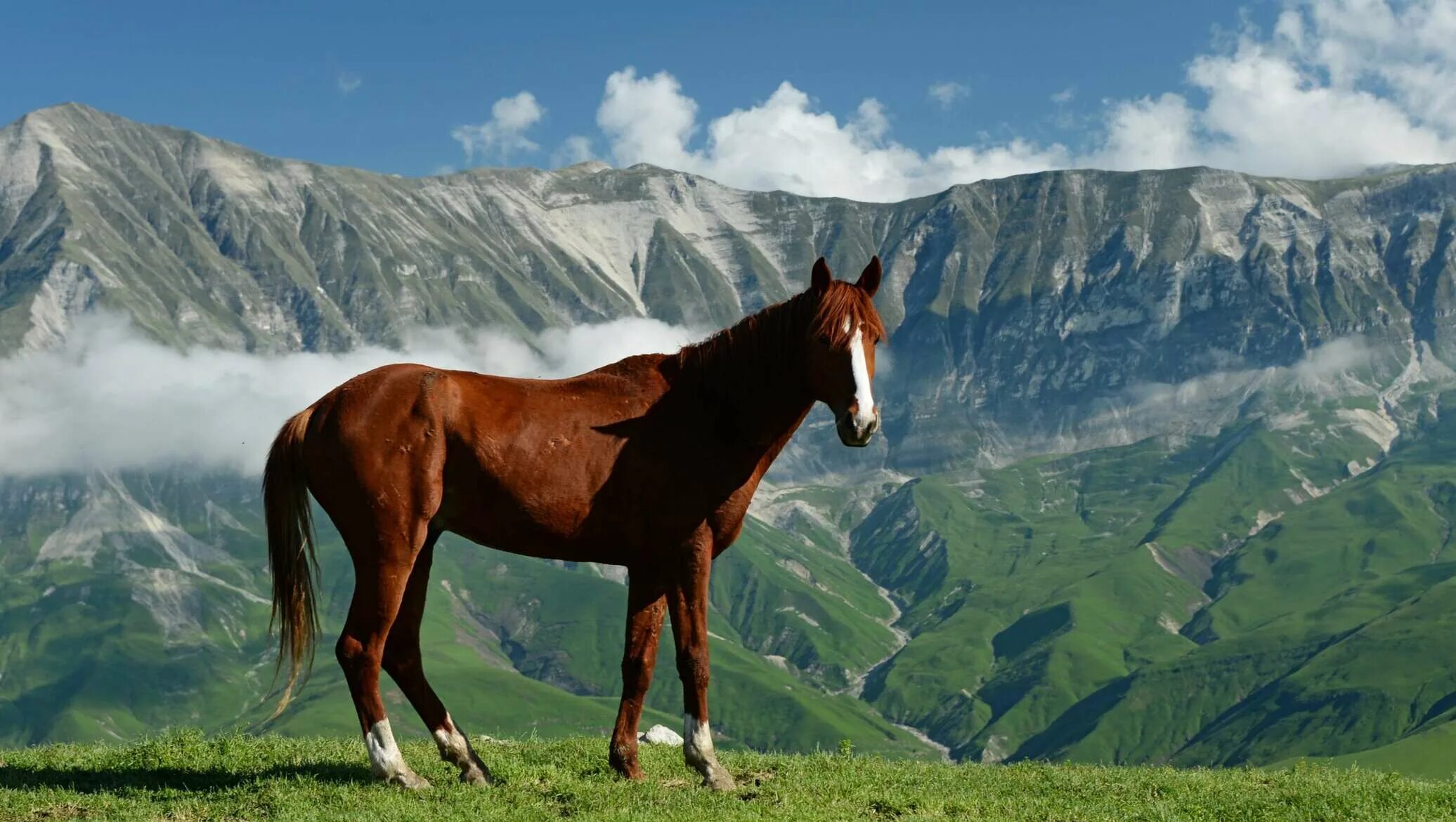 Pin von Юлия Янченко auf рисунки Pferdefotos, Pferde bilder, Pferdefotografie