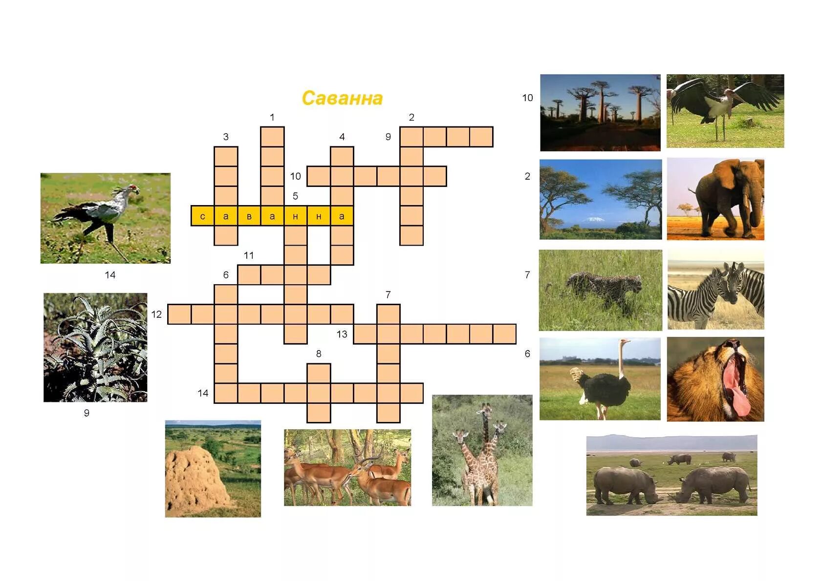 Кроссворд животные саванны. Кроссворд на тему животные и растения. Кроссворд Африка. Вопросы о животных и растениях.