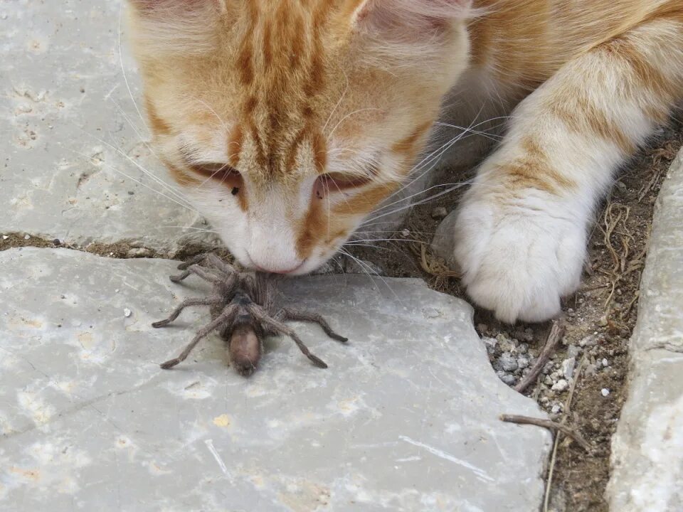 Включи кот паук. Кот павук. Котенок и паучок. Кот паук кот паук. Кот против паука.