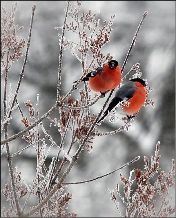 Природа снег птица. Зимние птицы. Снегири. Зимние Снегири. Снегири в зимнем лесу.