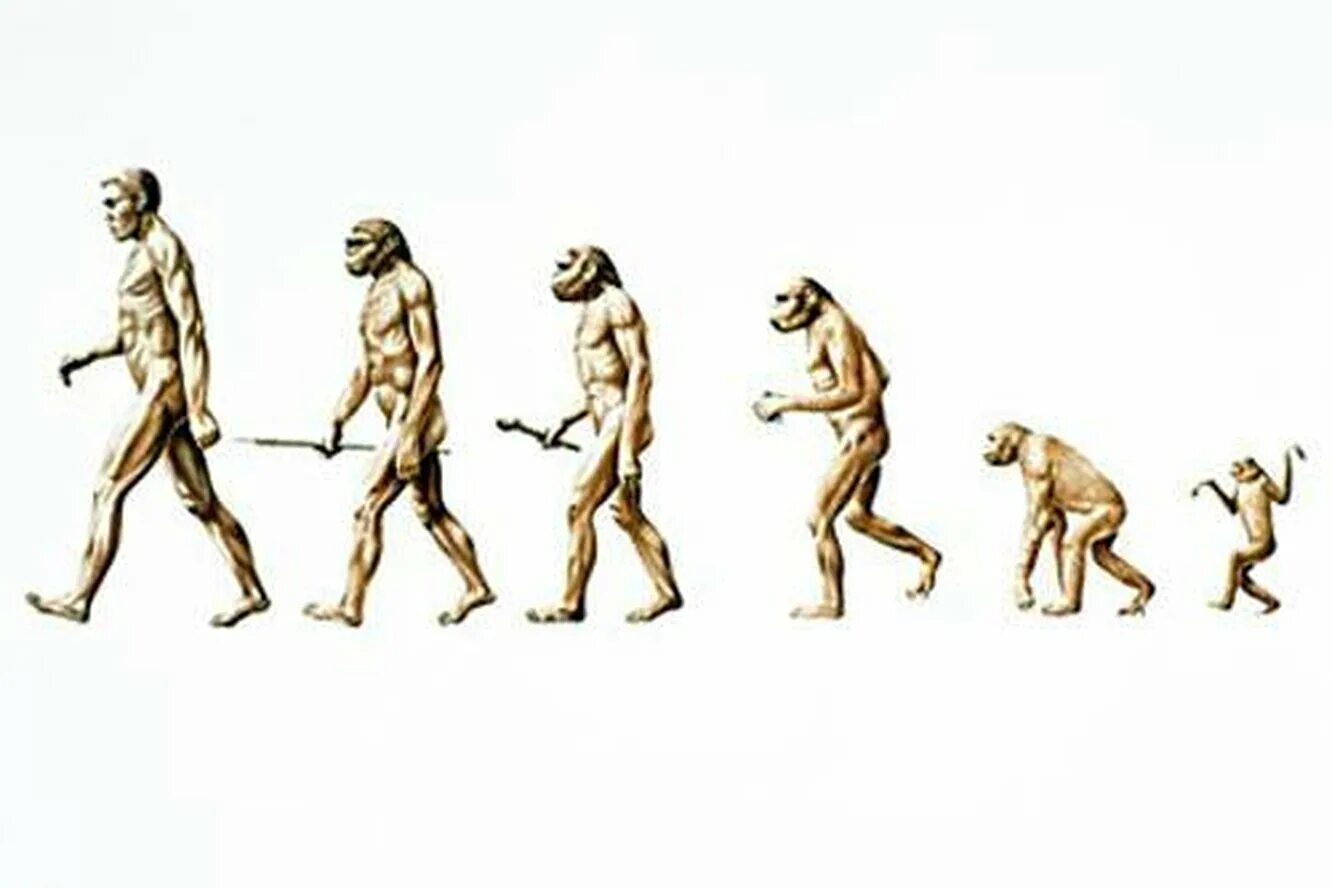 Теория дарвина тест. Эволюционная теория Дарвина. Эволюционная теория Чарльза Дарвина.