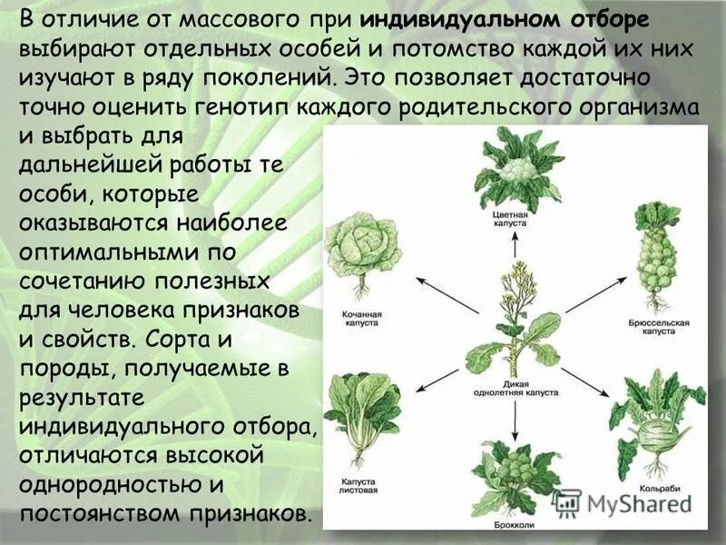 Массовый отбор применяется в селекции животных. При массовом отборе обязательно учитывается генотип особей. Массовый отбор метод селекции. Массовый отбор в селекции растений. Характеристика метода селекции отбора.
