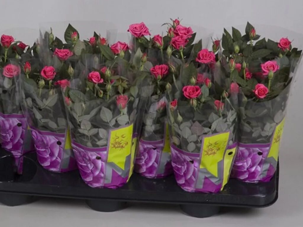 саженцы почтой наложенным платежом без предоплаты. упаковка саженцев. саженцы почтой наложенным платежом. растения почтой рф. семена-почтой интернет магазин.