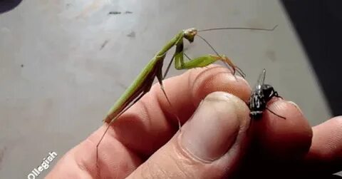 Fly my friend fly