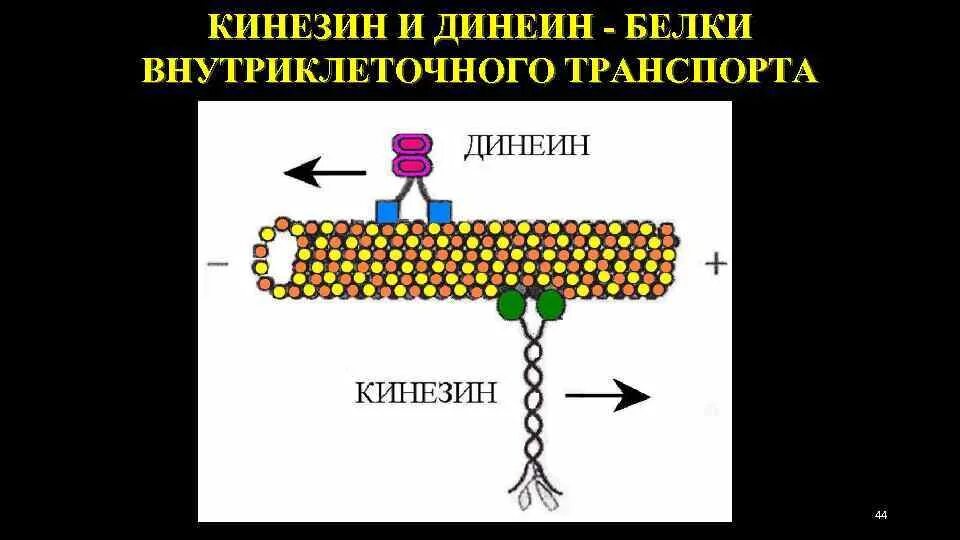 Транспорт белков внутриклеточный. Кинезин и динеин. Моторные белки кинезин и динеин. Динеин и кинезин на микротрубочки. Динеин и кинезин функции.