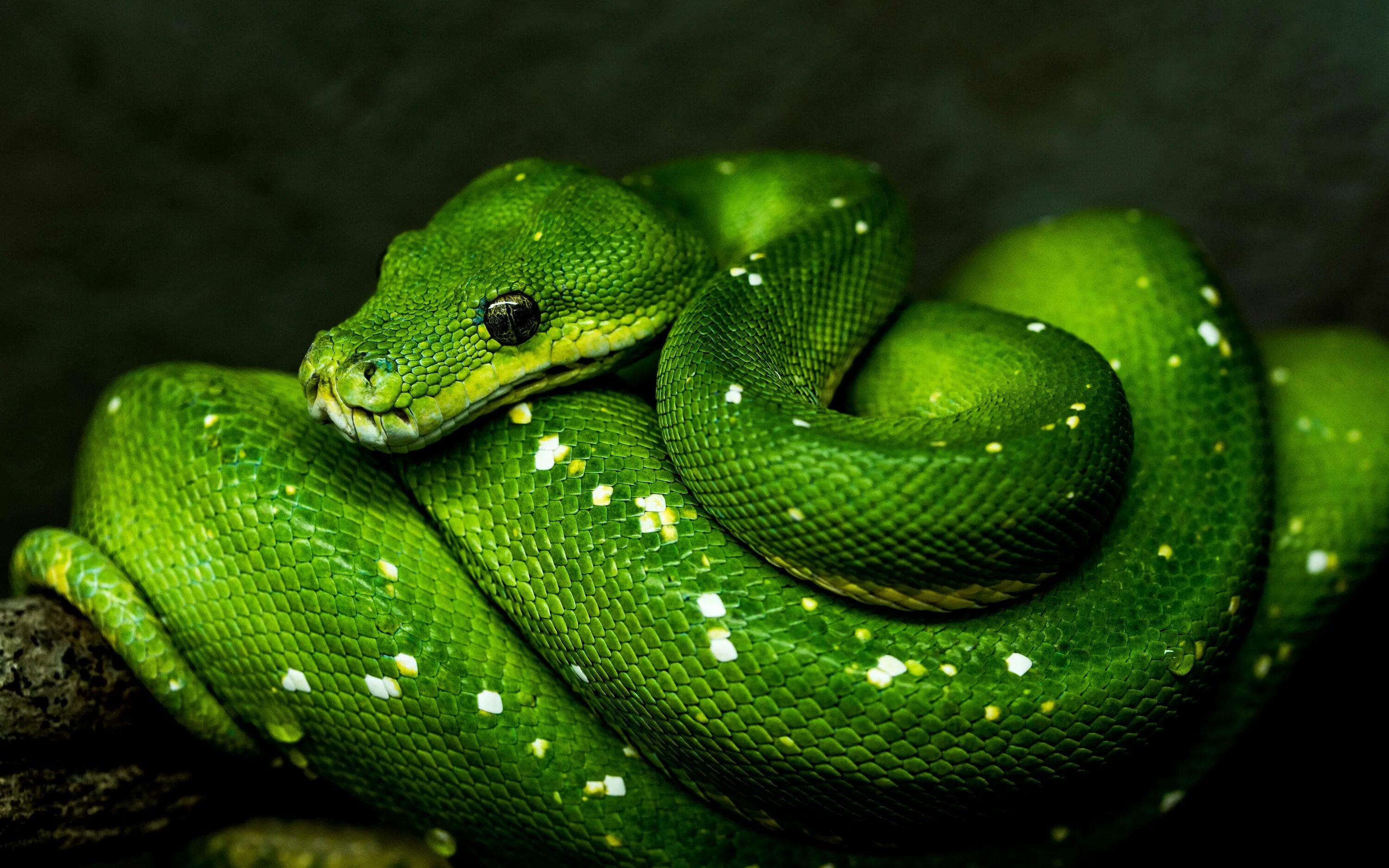 Snake x. Зеленый полоз змея. Пресмыкающиеся змея питон. Зеленый питон. Змея питон зеленый.