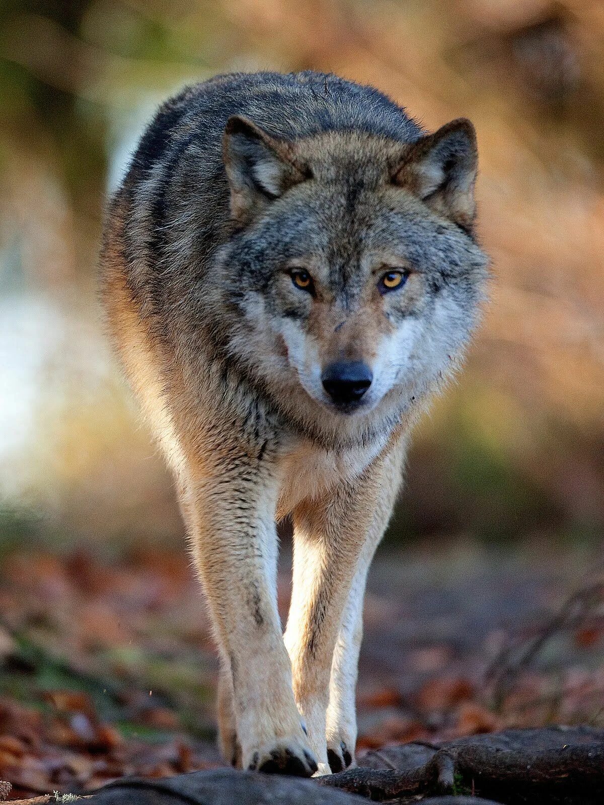 Канис Люпус. Волк. Волк - canis Lupus l.. Волк серый обыкновенный.