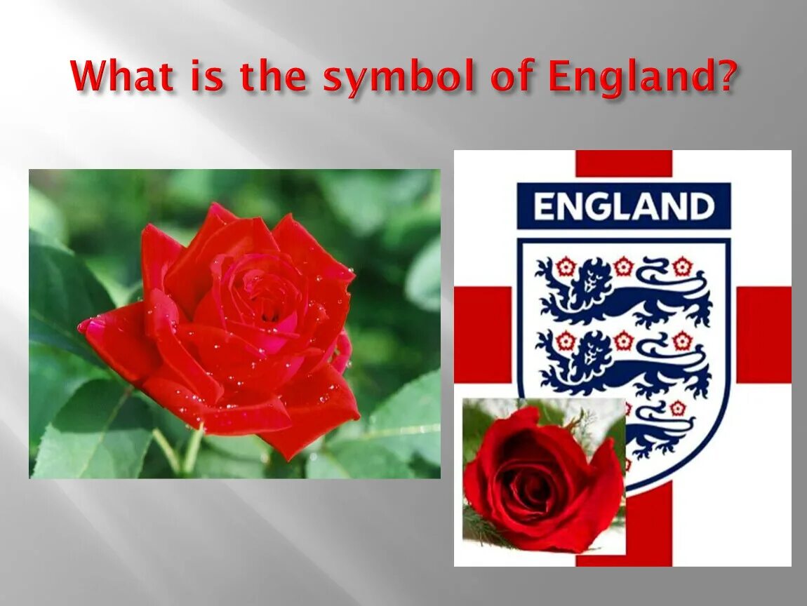 Символ великобритании 5 букв. Национальный символ Англии. Национальные символы Великобритании.