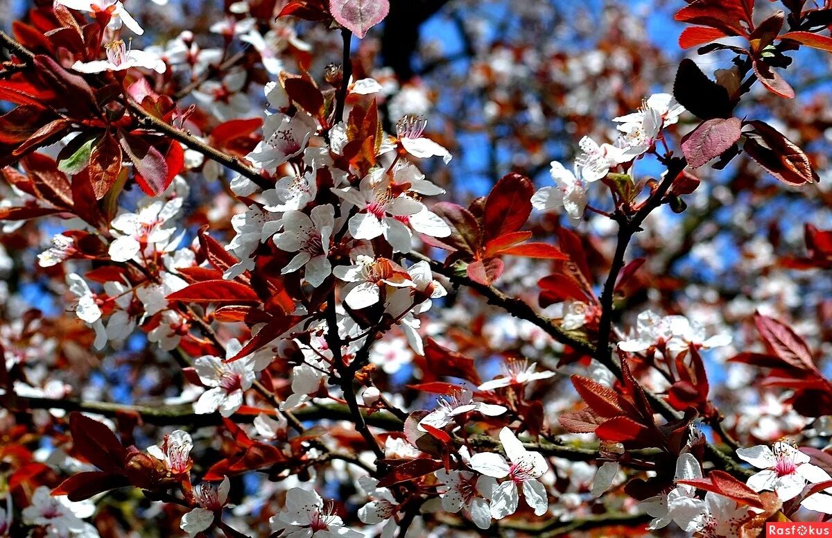 расцветали яблони и груши песня видео