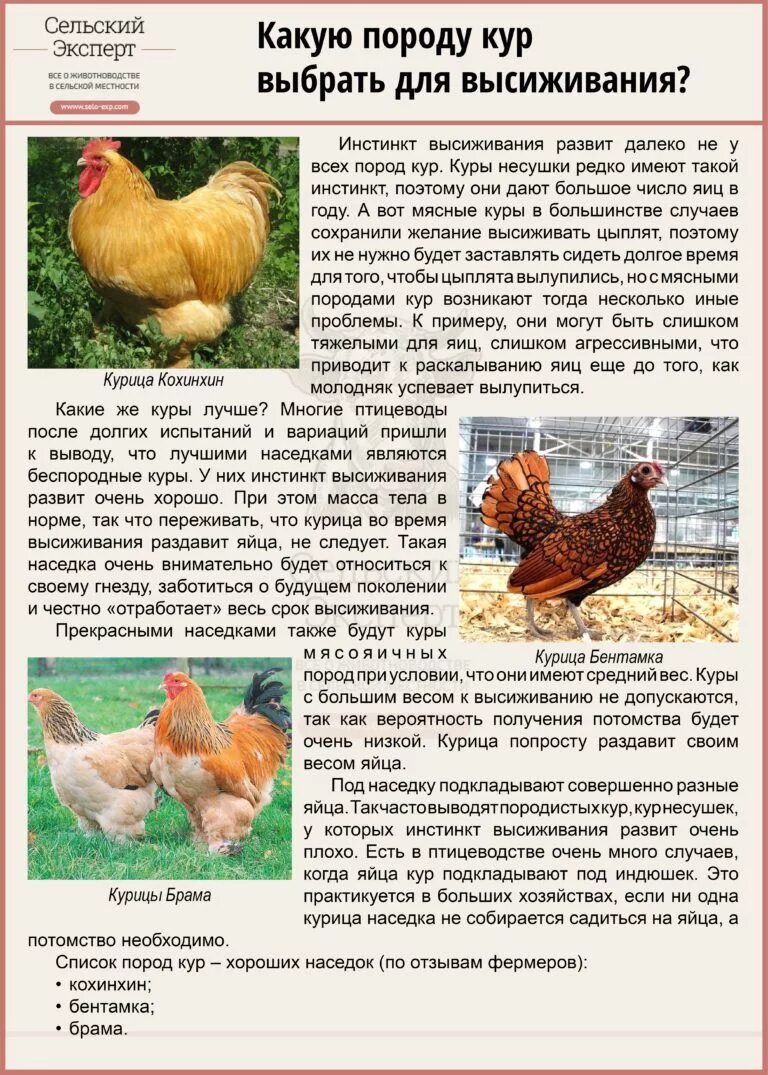 Название пород кур несушек. Породы кур-несушек Брама. Породы кур несушек мясо- яичной породы. Курица породы Брама яйца. Курица Брама описание породы.