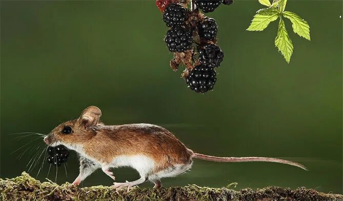 Полевая мышь убегает. Мышь бежит. Мышь прыгает. Мышка бегает. Мышь в прыжке.