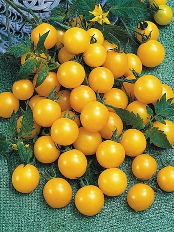 Сорт томатов оля f1 отзывы. Помидоры Оля f1. Томат Оля полька. Помидоры сорт Оля f1. Семена томат Оля f1.