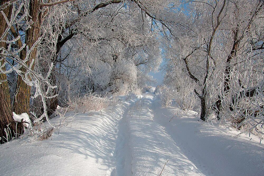 Тропинки в лесу замело снегом тип предложения. Можно ли изменить темперамент человека. Новогодняя тропка в лесу. Типы предложений определенно-личное неопределенно-личное. Тропинка запорошена снегом.