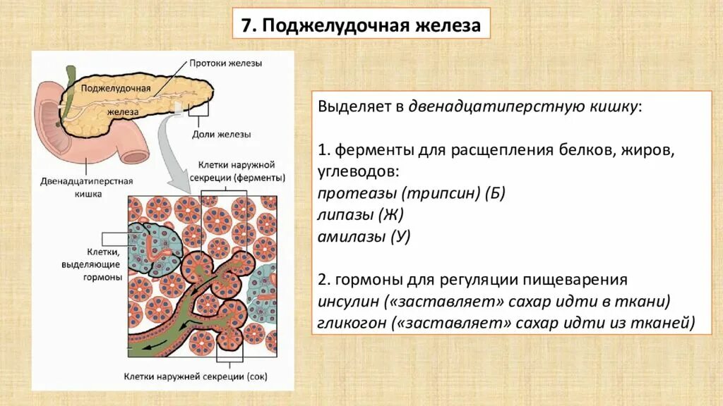 Соматотропин поджелудочной железы. Ферменты поджелудочной железы расщепляющие углеводы. Основные гормоны поджелудочной железы. Поджелудочная железа гормоны и функции. Гормоны и ферменты поджелудочной железы.