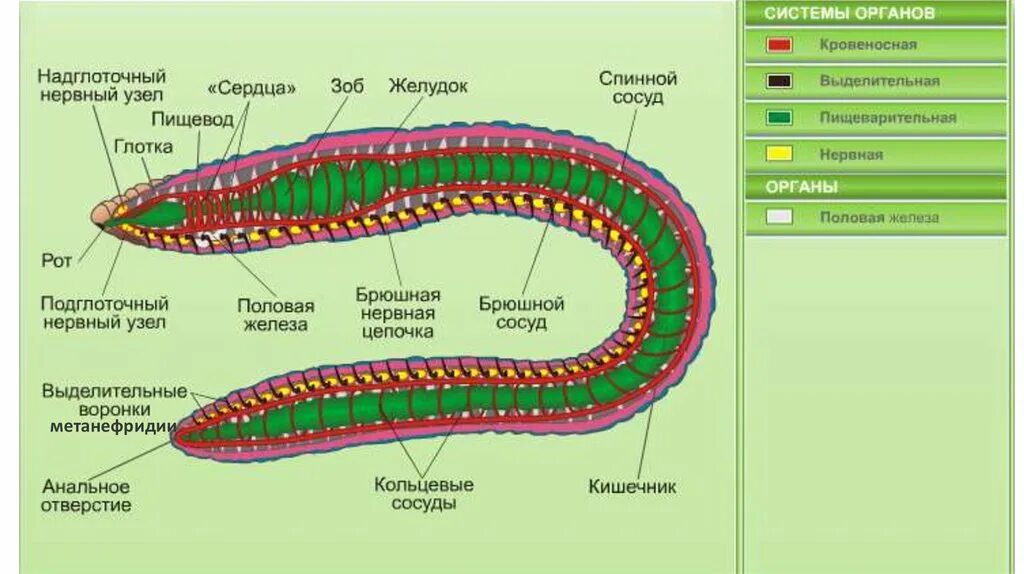 Части дождевого червя. Схема внутреннего строения дождевого червя. Схема строения дождевого червя рисунок. Системы органов дождевого червя на рисунке. Пищеварительная система червя схема.