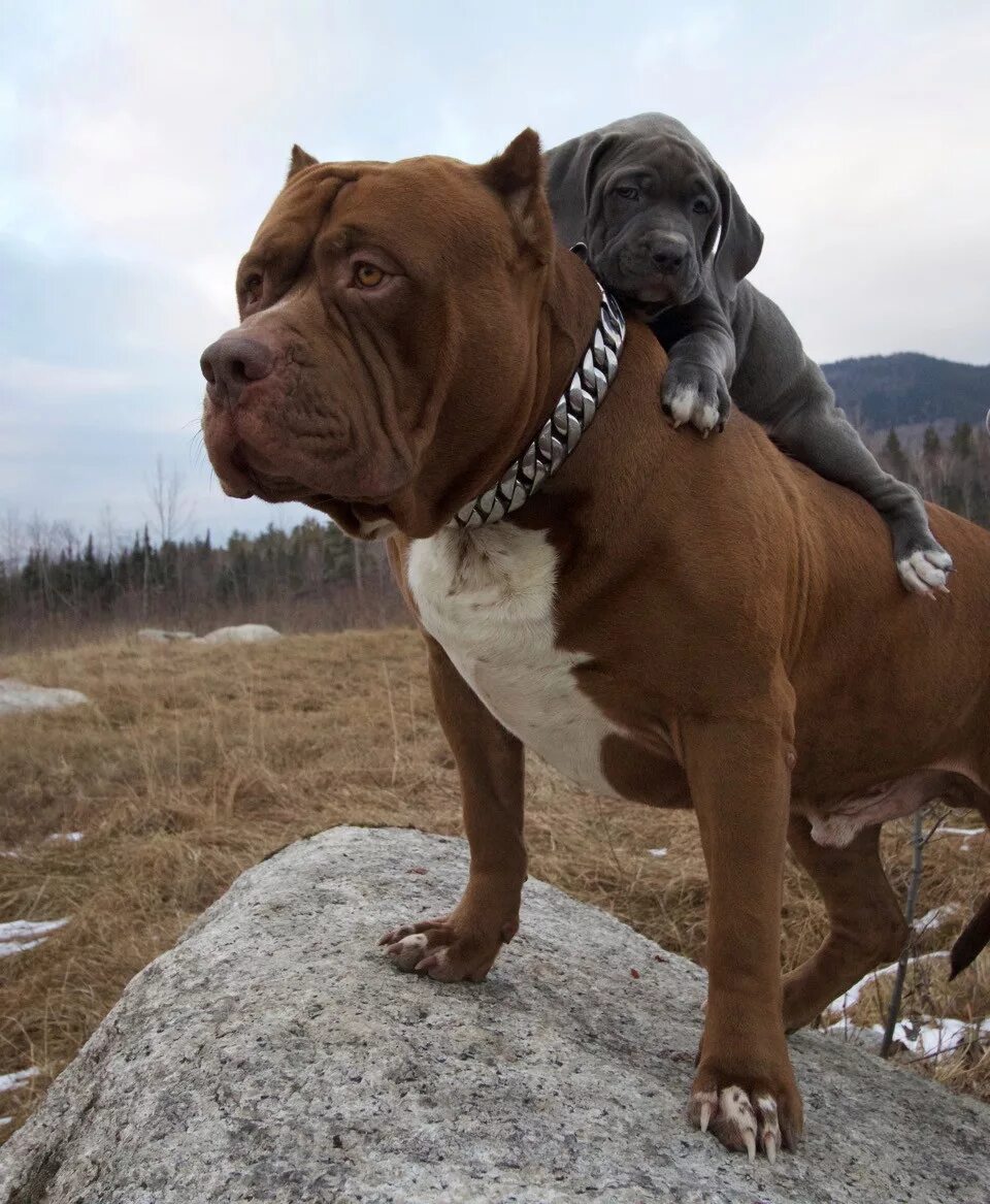 собака была большая и. американский питбультерьер халк. самый большой питбуль халк. голубой дог по кличке george джордж. американский питбуль халк.