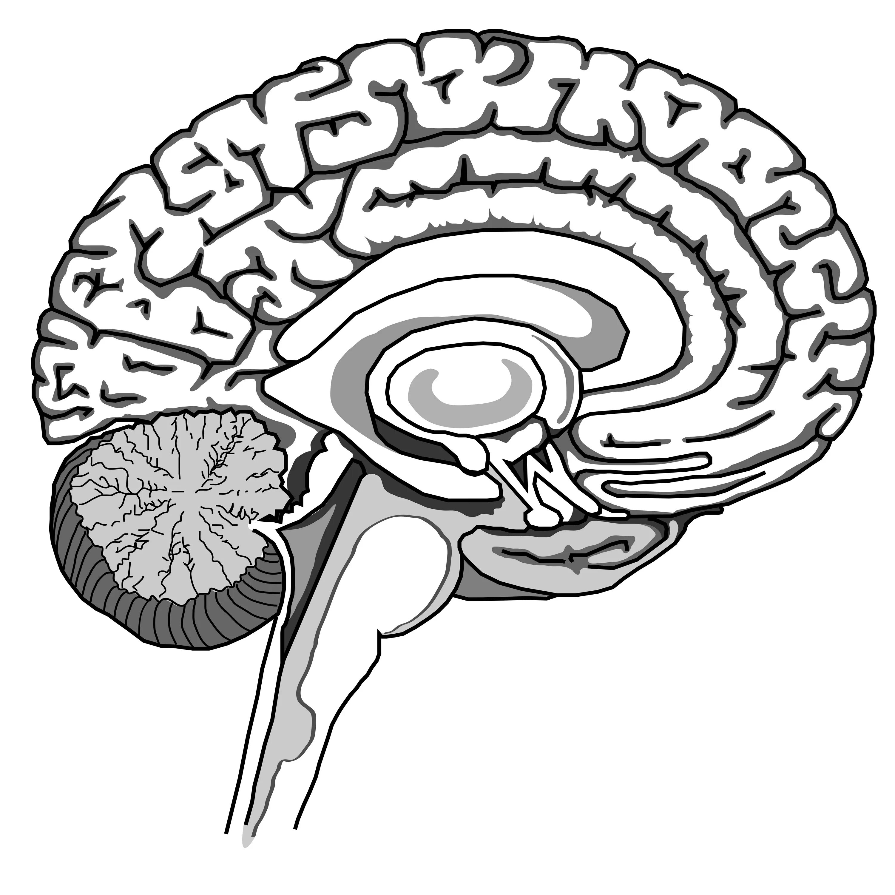 Рисунок мозга биология 8 класс. Головной мозг рисунок. Головной мозг строение черно белое. Мозг в разрезе.