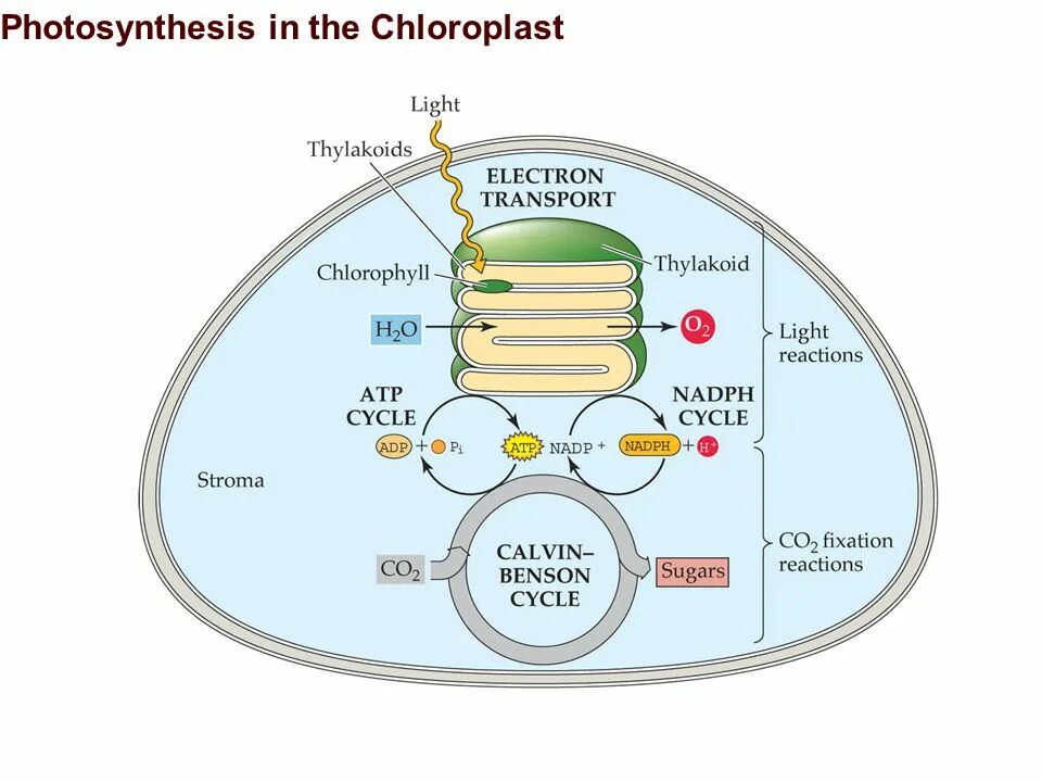 Цикл кальвина происходит в хлоропласта. Схема фотосинтеза в хлоропласте. РУБИСКО фотосинтез. Цикл Кальвина в хлоропластах. Тилакоид фотосинтез.