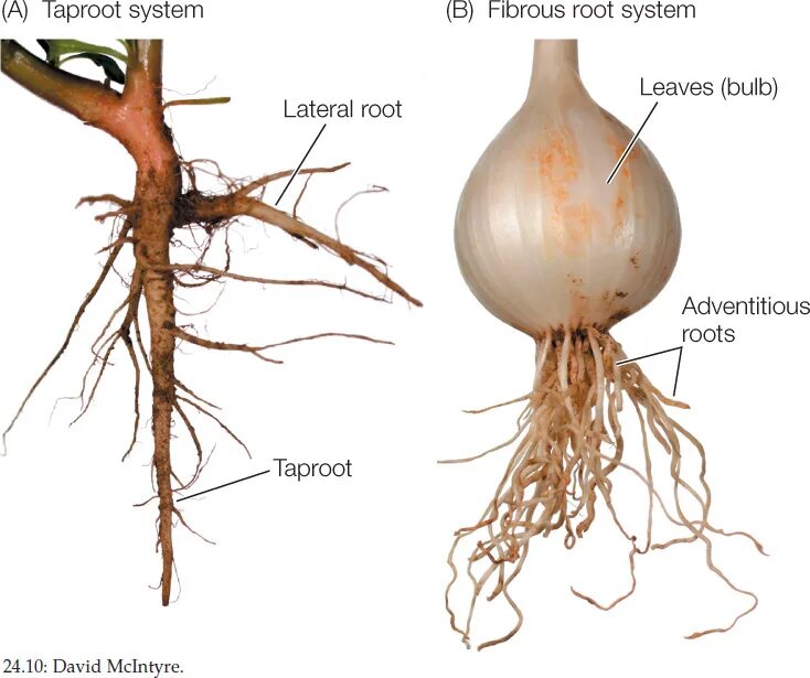Какой тип корневой системы сформируется если луковицу. Лук репчатый корневая система. Лук репчатый Тип корневая система. Лук корень.