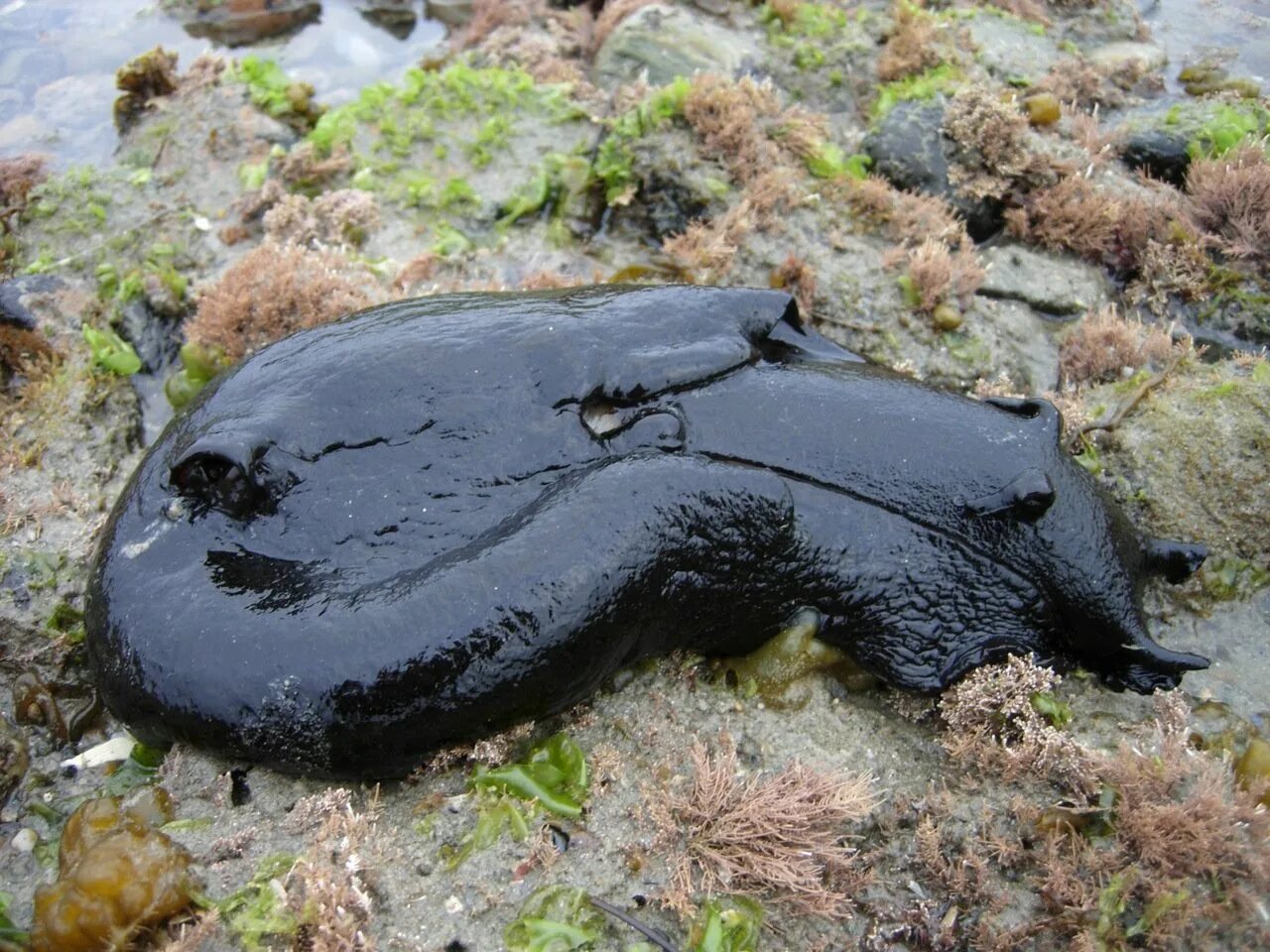Черный морской заяц. Морской заяц Aplysia. Aplysia Vaccaria самый большой СЛИЗНЯК В мире. Черный морской заяц СЛИЗНЯК. Чёрный морской заяц (Aplysia Vaccaria).
