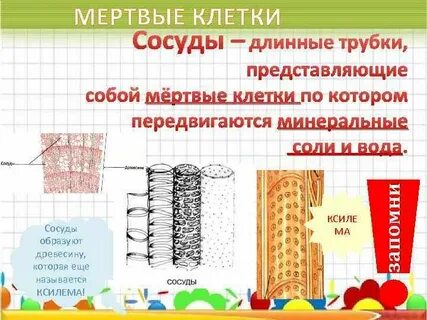 Древесина мертвые клетки