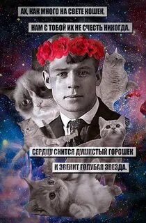 Заговор кошек