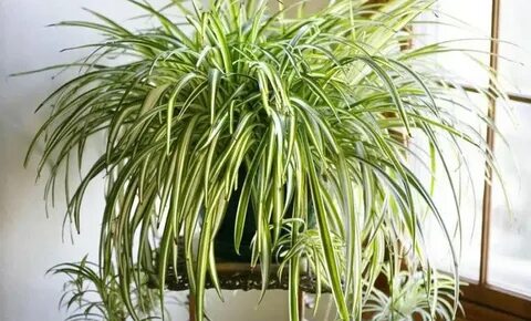Plant z