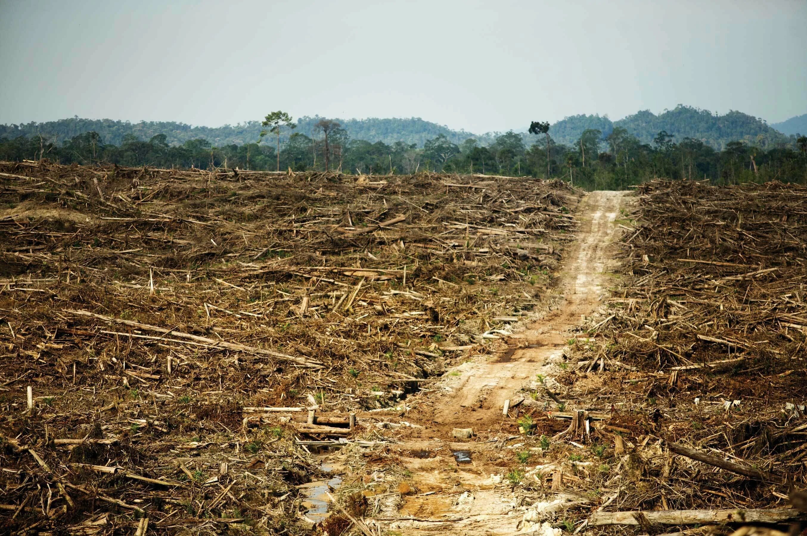 Cut down forest. Вырубленные тропические леса Латинской Америки. Обезлесение тропических лесов. Обезлесение тропических лесов Африки. Вырубка тропических лесов Южной Америки.