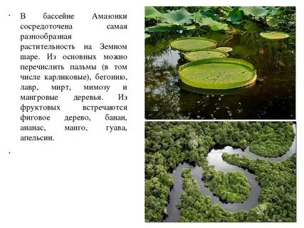 Описать амазонку