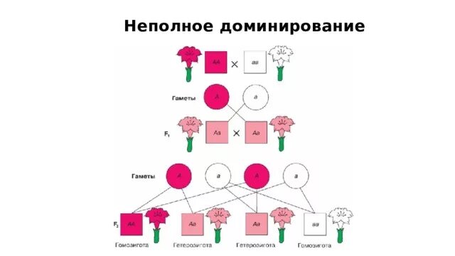 Принцип неполного доминирования. 2 Закон Менделя при неполном доминировании. Схема наследования признаков при неполном доминировании. Схема неполного доминирования биология. Задачи неполное доминирование анализирующее.