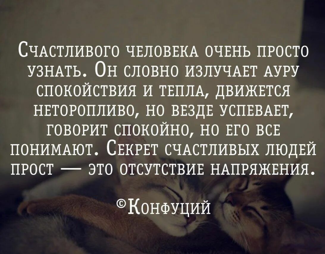 Человек и кот цитаты. Счастливый человек цитаты. мудрые высказывания о счастье. конфуций цитаты. счастье цитаты великих.
