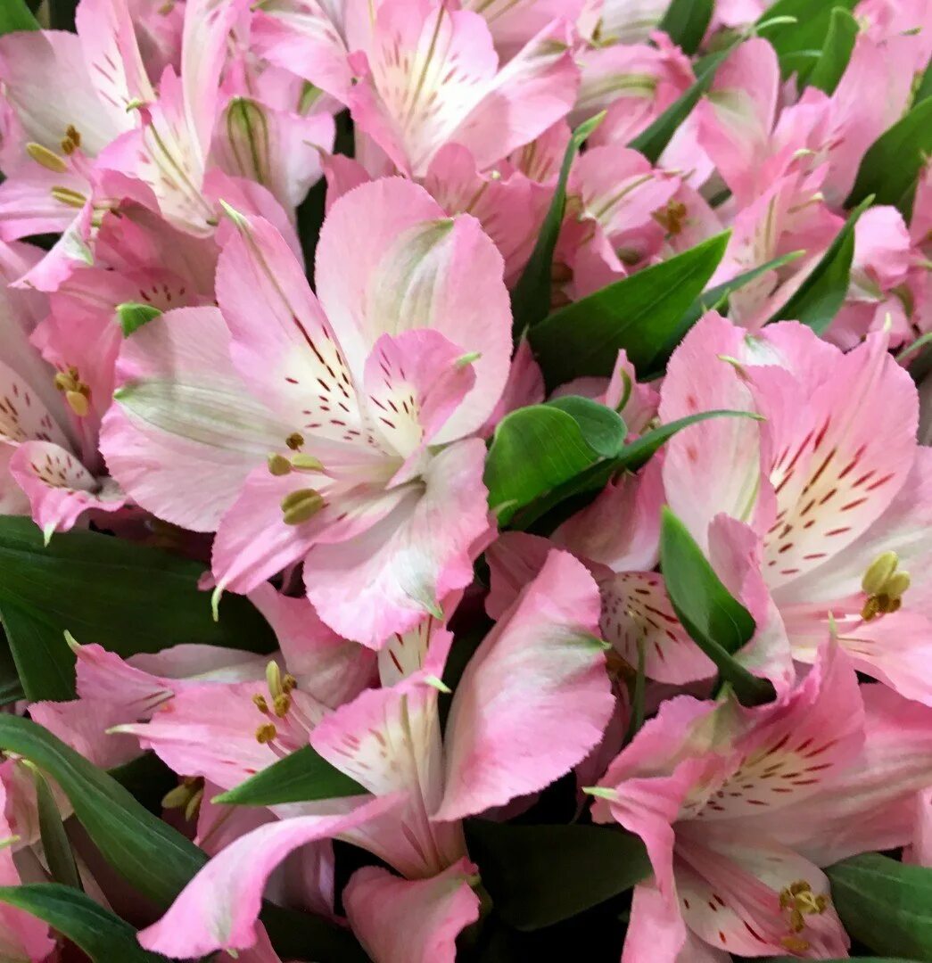 Альстромерии. Дикая Орхидея цветок альстромерия. Альстромерия Каллисто. Альстромерия Перфекшн розовая. Alstroemeria розовая.