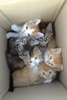 Хочу кошечек