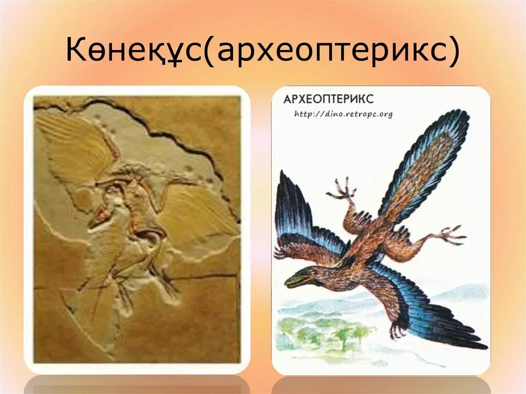 Археоптерикс эволюция птиц. Археоптерикс древнее животное представитель класса. Археоптерикс 150 - 147. Птица археоптерикс. Археоптерикс эволюция птиц.