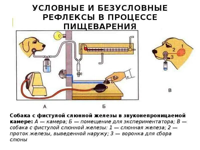 Выделение слюны у собаки