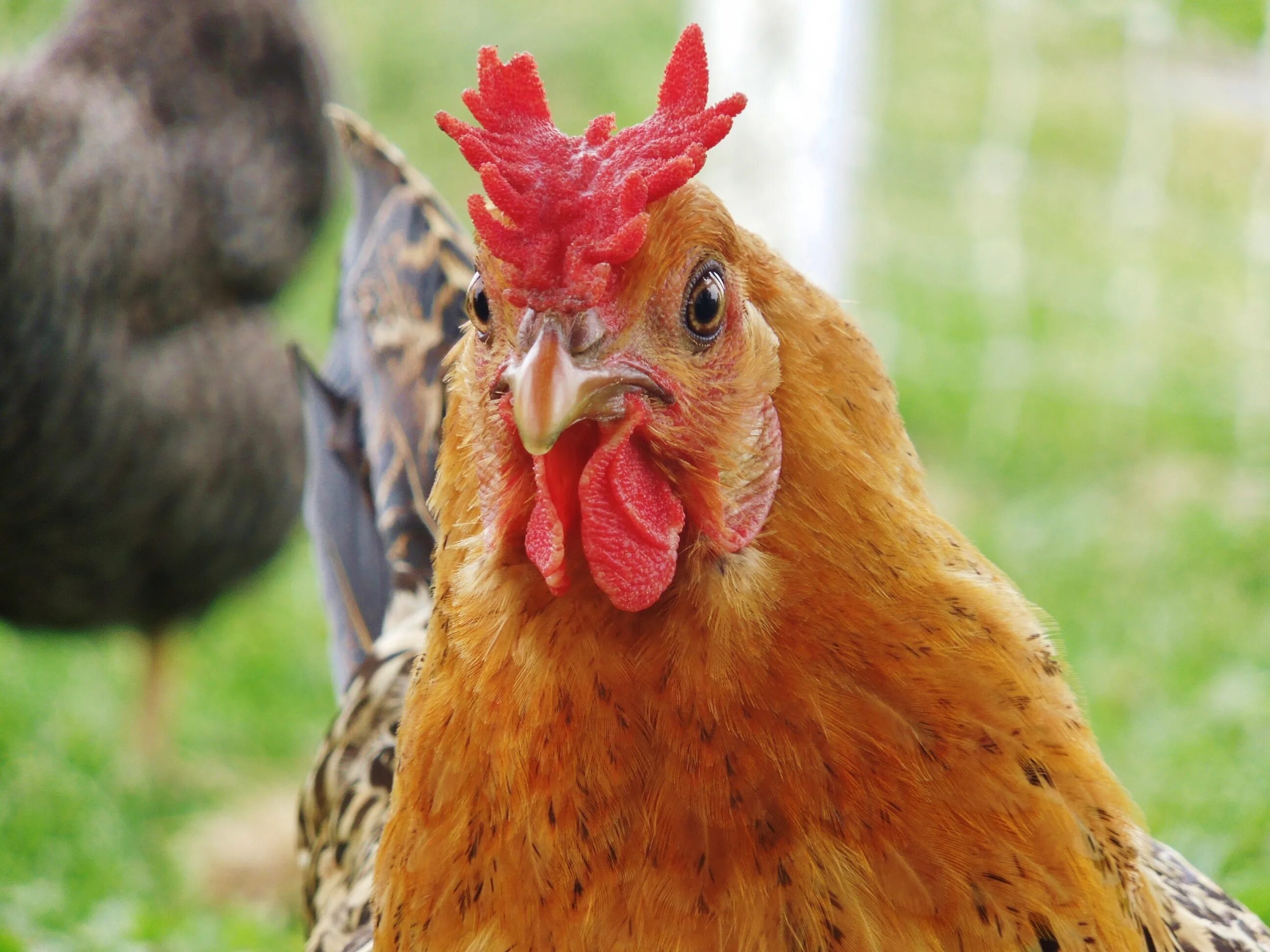 Курица живая белая. Куры породы рябушка. Даже курица. Необычные куры. Курица несушка.