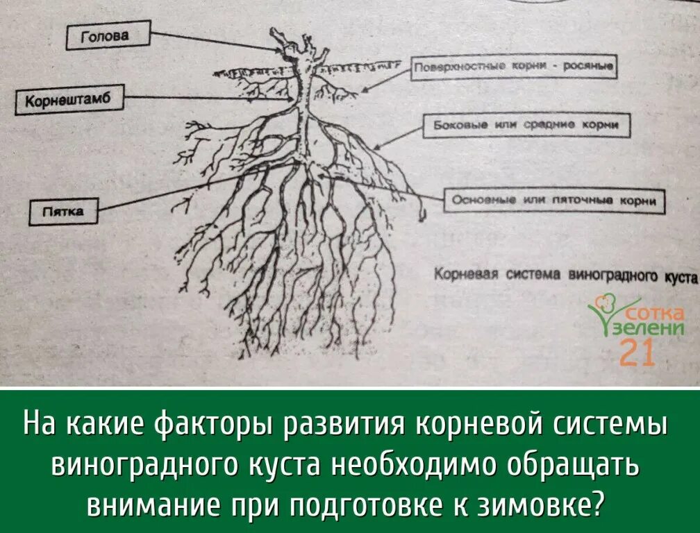 Корневая система винограда