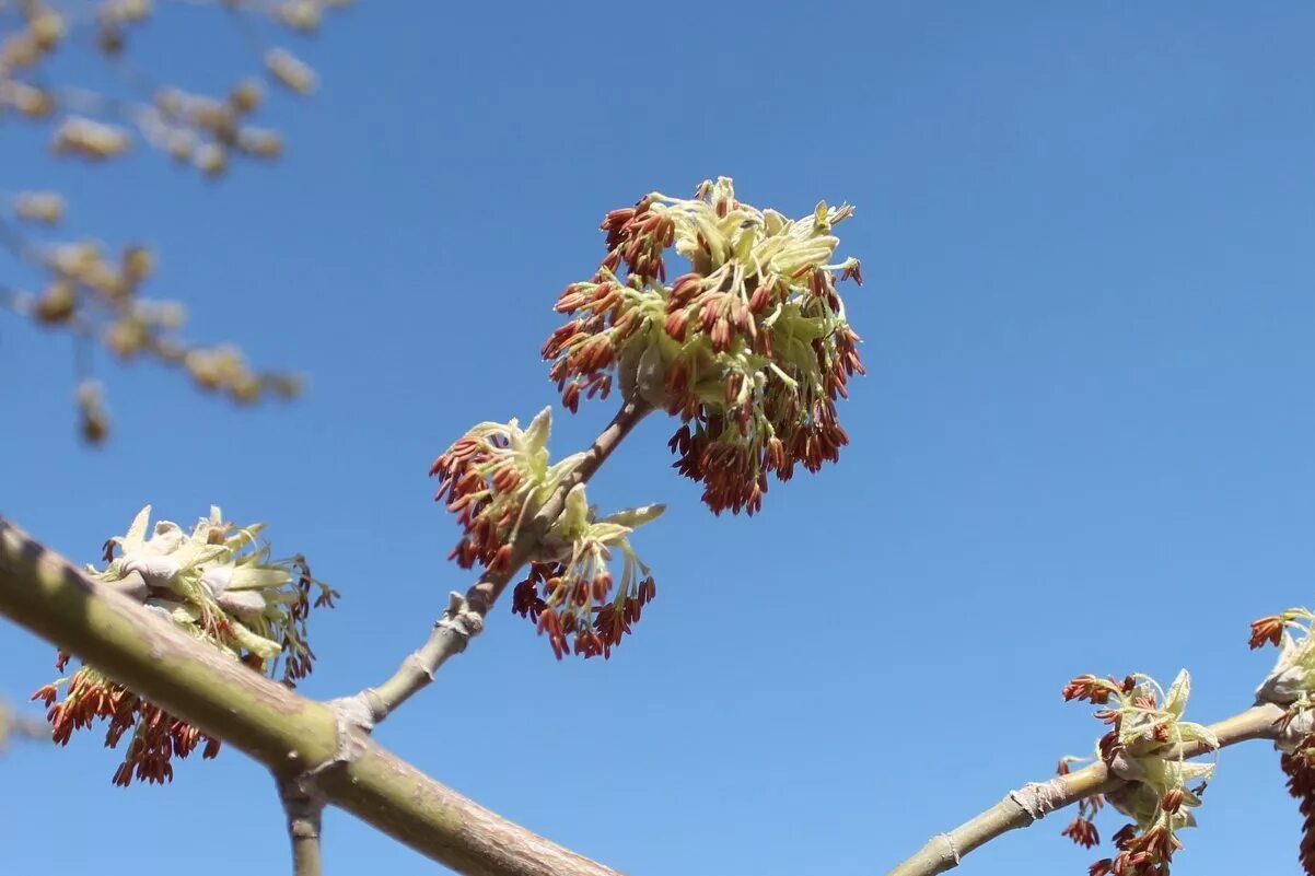 Ясень обыкновенный весна. Как цветет ясень. Как цветет ясень. Ясень манный. Ясень американский цветение.