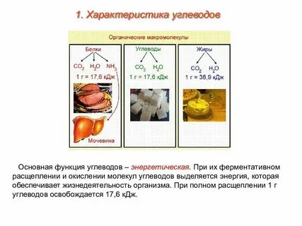Являются главными источниками энергии белки или углеводы