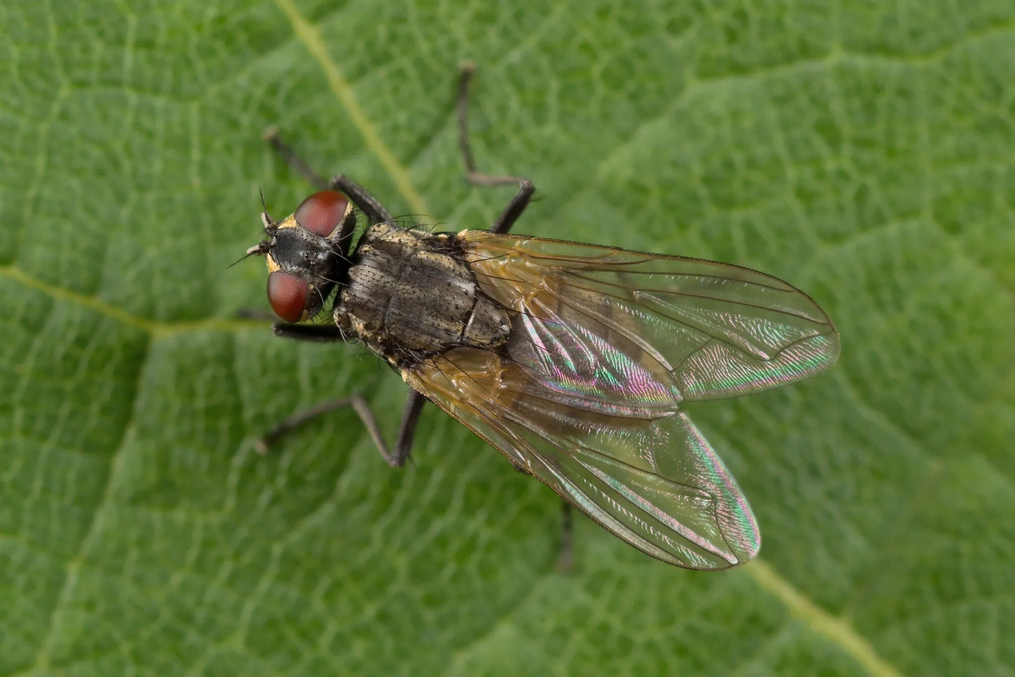 Musca domestica комнатная Муха. Муха (Musca domestica domestica). Муха домашняя Musca domestica. Муха обыкновенная комнатная. Вид муха домашняя