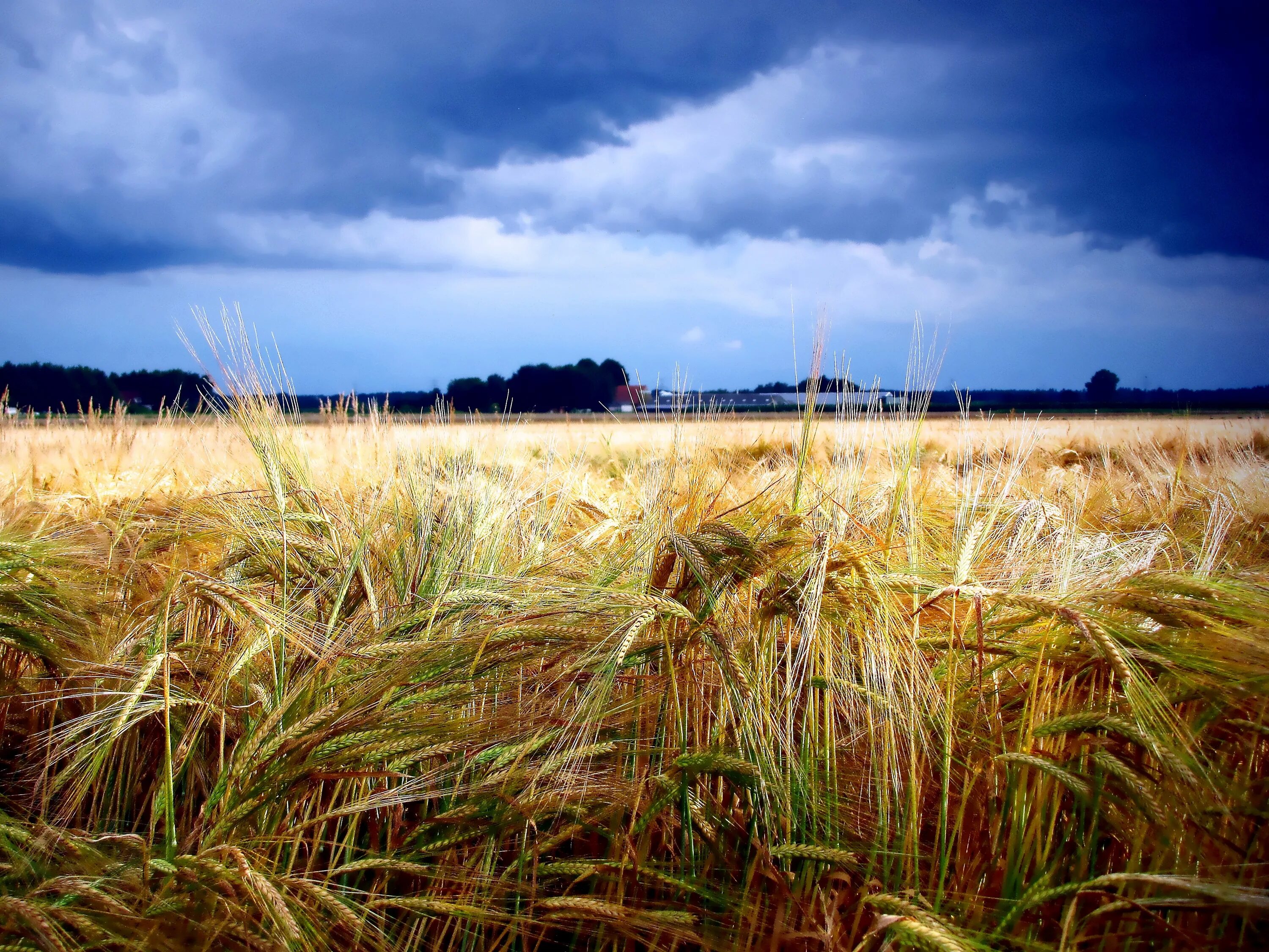 Поля в августе какие. Пшеничные поля Кубани. Сельскохозяйственный пейзаж. Рожь. Ржаное поле.