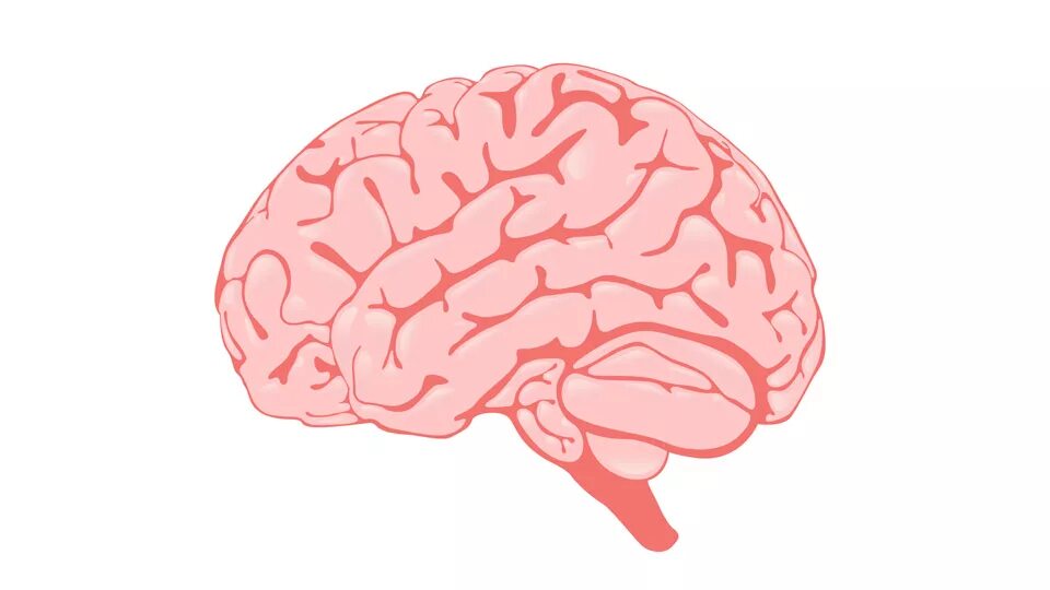 Brain rot. Мозг на белом фоне. Мозг нарисованный. Мозг без фона.