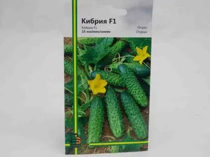 Описание огурцов кибрия