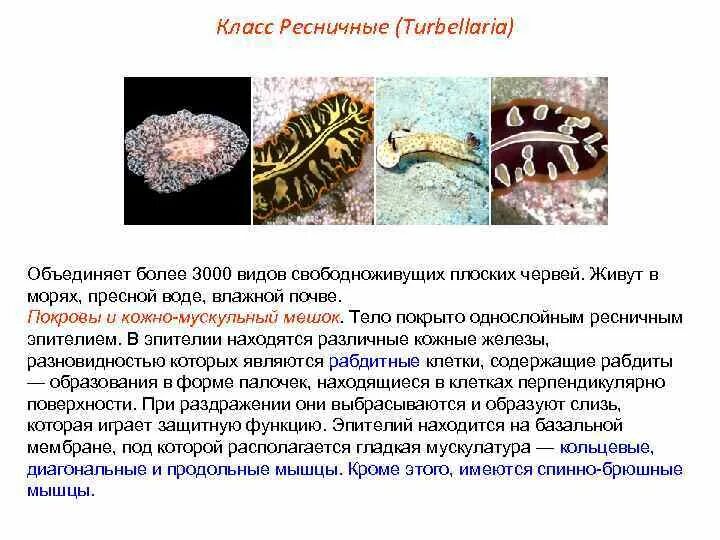 Представители свободноживущих червей. Свободноживущие плоские черви морские. Ресничные черви виды. Класс Ресничные черви (турбеллярии). Плоские свободноживущие.