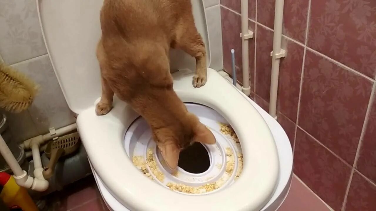 Котенок ходит в туалет с кровью. Кошка какает в унитаз. собака на унитазе. туалет для собак.