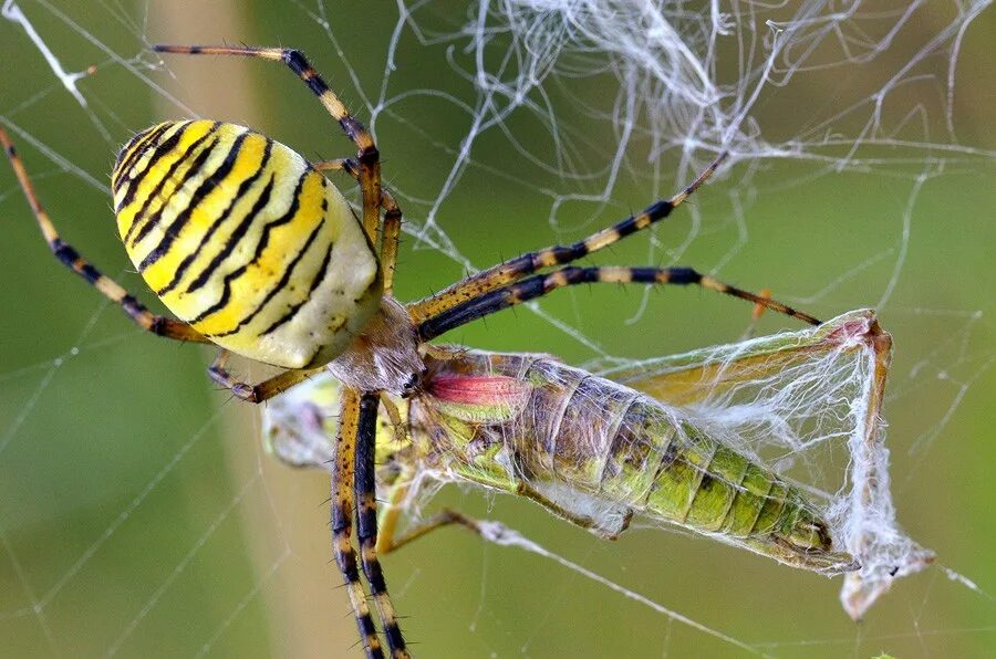 аргиопа брюнниха укус. аргиопа брюнниха ареал. аргиопа брюнниха где обитает. паук аргиопа серая. аргиопа брюнниха где обитает.