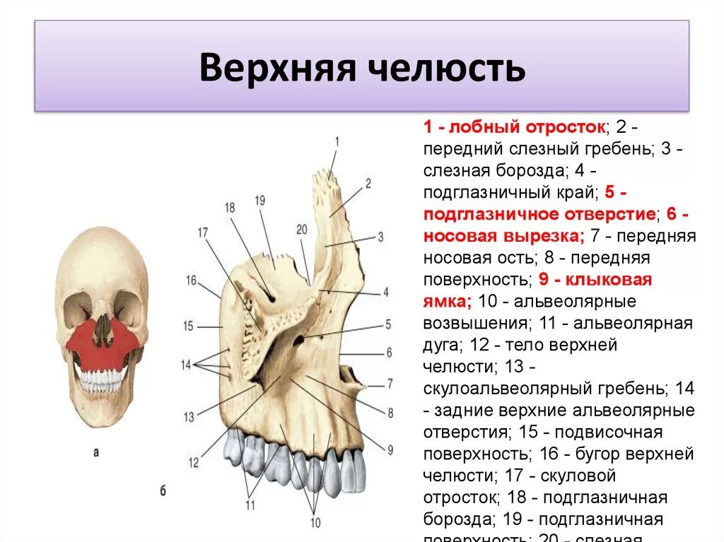 Гребень латынь. Скуловой отросток верхней челюсти. Верхняя челюсть анатомия носовая поверхность. Носовой отросток верхней челюсти анатомия. Альвеолярные отверстия верхней челюсти.