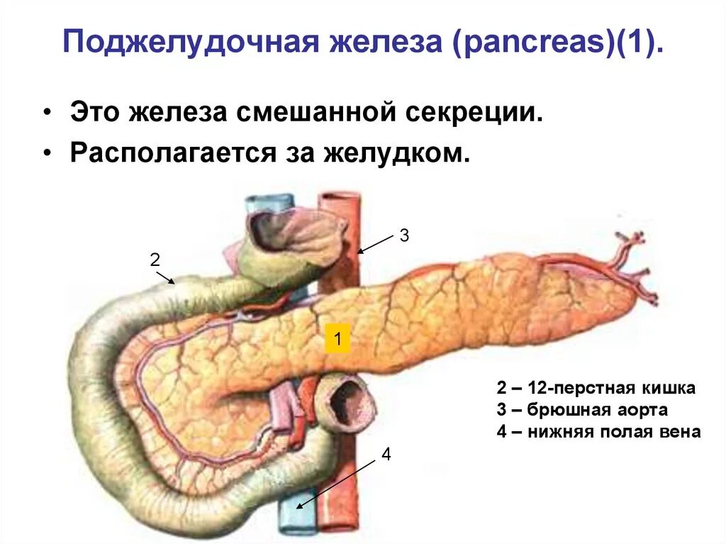 Панкреатический сок печени. 12 Перстная кишка и поджелудочная железа. Строение поджелудочной железы анатомия. Поджелудочная железа Спланхнология. Поджелудочная железа Неттер.